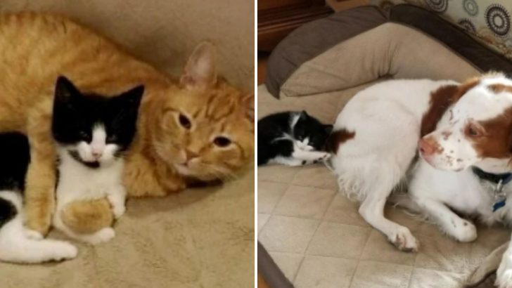 Family Wants To Find A Home For A Stray Kitten, But His New Siblings Refuse To Let Him Leave