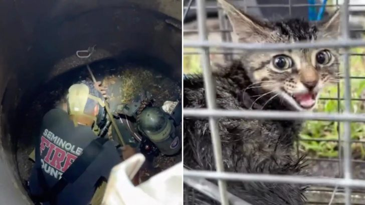 Firefighters Rescue A 4-Month-Old Kitten From A Storm Drain In The Nick Of Time