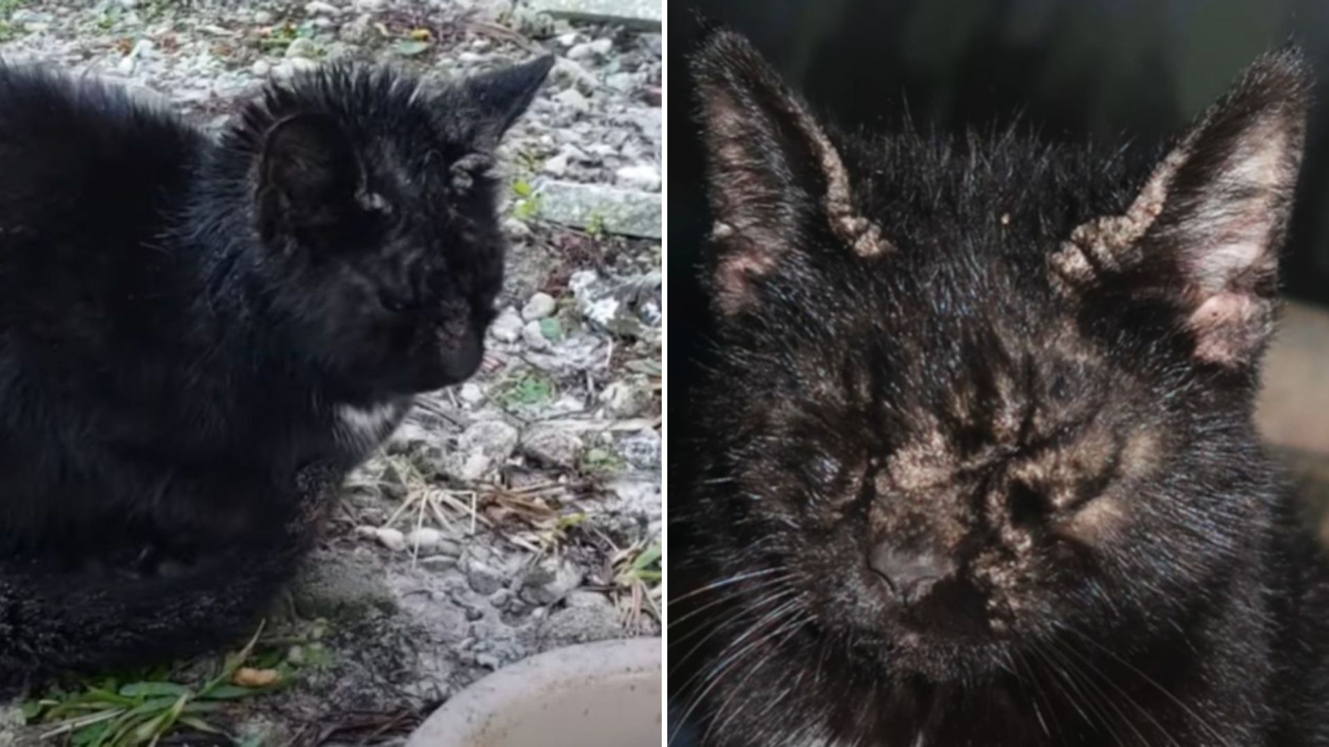 Florida Cat Found Behind A Car Wash In Critical Condition Sparks A Three-Day Rescue Mission