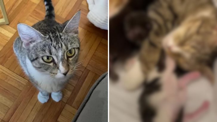 Foster Kitty From New York City Who Hissed At Other Cats Was Just Hiding A Big Secret