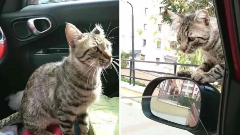 Friendly Cat Jumps Into Woman’s Car Out Of Nowhere, Ready To Leave Stray Life Behind