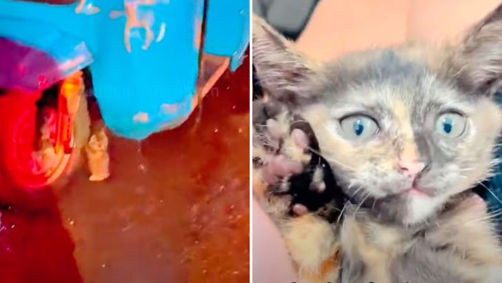 Frightened Kitten Found Under A Garbage Truck At 2 AM, Soaked To The Bone In Pouring Rain