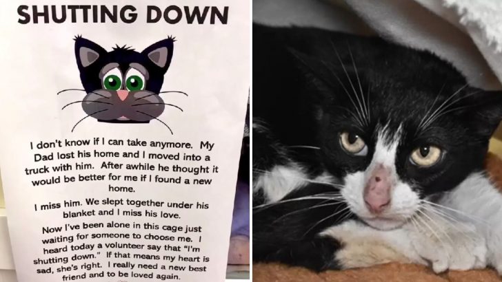 Heartbreaking Note Pinned To Kennel Says This Sad Shelter Cat Just Can’t Take It Anymore