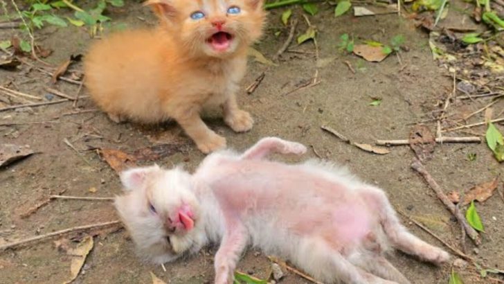 Heartbroken Kitten Gently Nudges Its Unconscious Littermate, Hoping For A Miracle