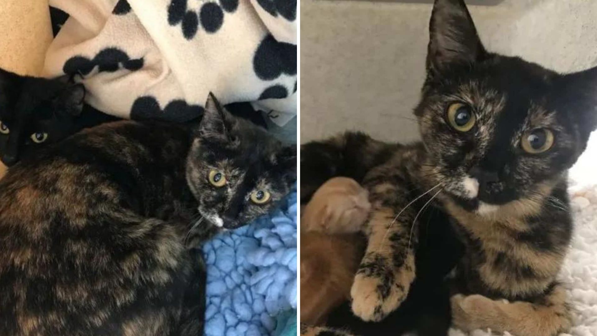 Heartless Owners Dump Their Cat In The Woods At Her Most Vulnerable Moment