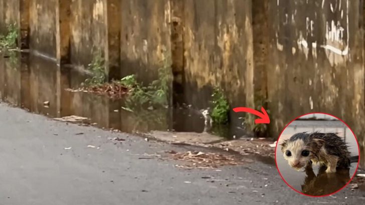 Helpless Kitten Shivering In A Dirty Puddle Finds A Lifeline In The Nick Of Time