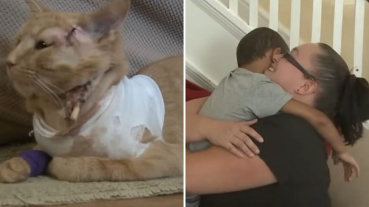 Heroic Cat Takes A Bullet To Save A 3-Year-Old Boy In Pennsylvania