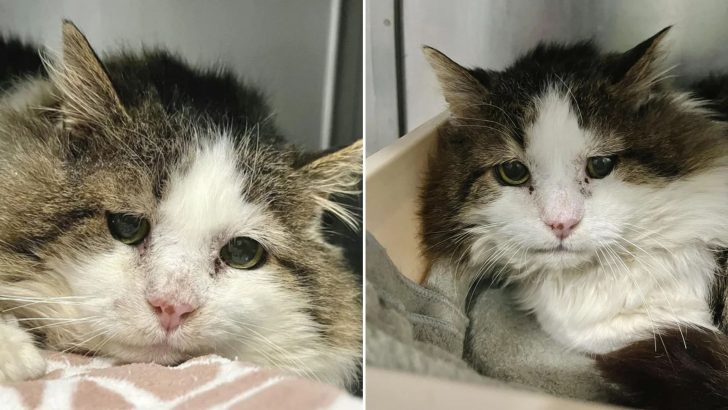 Hissing Stray Cat Gets A Second Chance After Years Of Surviving The Harsh Streets