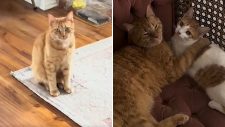 I Had No Idea Cats Could Get Extremely Lonely Until I Came Across This Heartwarming Story