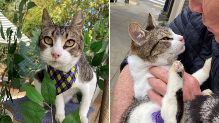 Injured Cat Shows Up Out Of Nowhere And Falls Head Over Paws For His New Dad