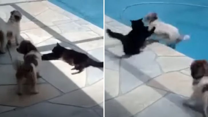 Irritated Cat Takes Matters Into Her Own Paws And Pushes Dog Into The Pool In A Hilarious Video