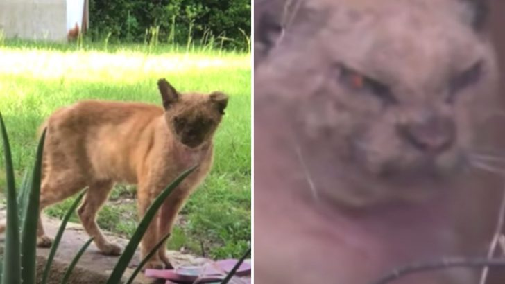 Kind Couple Comes To The Rescue Of A Stray Cat Suffering From A Serious Case Of Mange