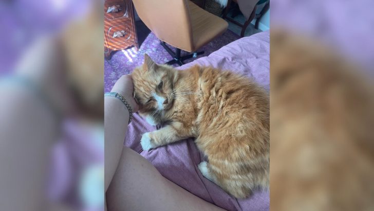 Kind Neighbor Steps In To Save A Senior Cat Heartlessly Abandoned By His Owners During Move