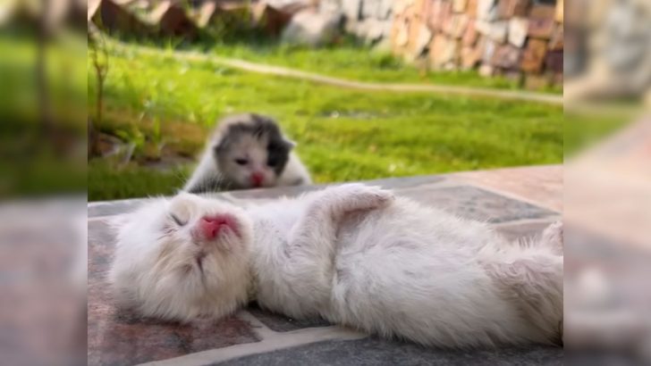 Kind People Save Kittens Alongside Their Mom In A Heart-Wrenching Rescue