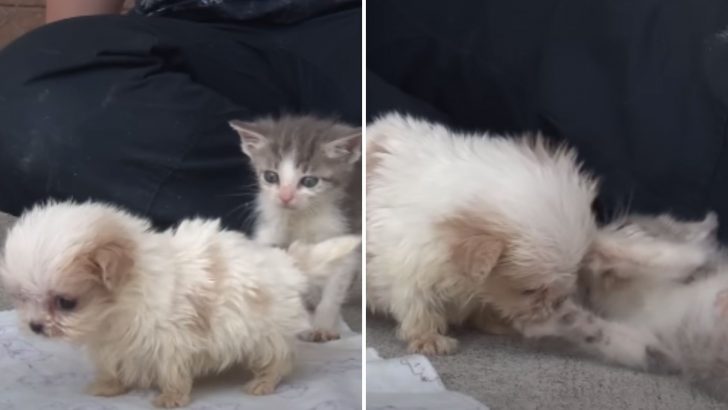 Kitten And Puppy Rescued Together Become Best Friends After A Lifetime Of Challenges