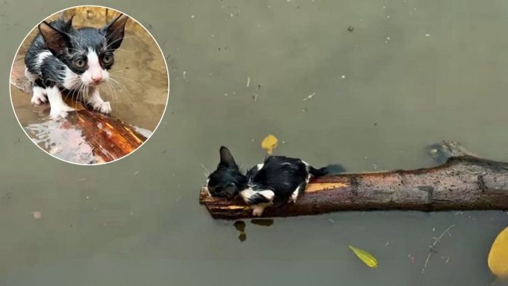 Kitten Clings To An Old Tree Branch, Struggling To Stay Afloat After 19 Hours Of Heavy Rainfall