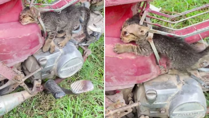 Kitten Stuck In Motorcycle Metal Frame For Hours And Rescuer’s Efforts Seem Hopeless