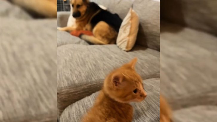 Kitten’s Arrival Leaves German Shepherd Terrified In A Viral Video That’s Too Funny To Miss