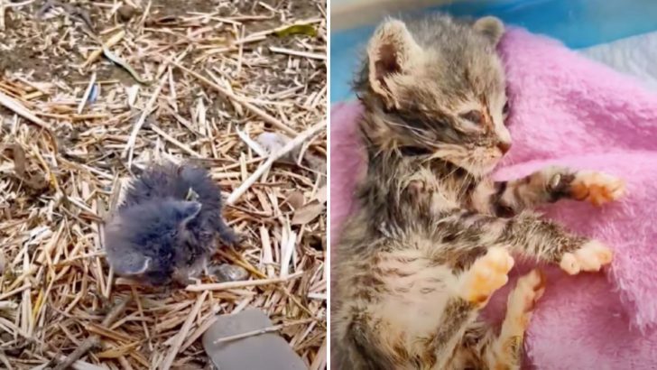 Maggot-Covered Kitten Struggling To Survive Gets Rescued But Her Condition Seems Hopeless