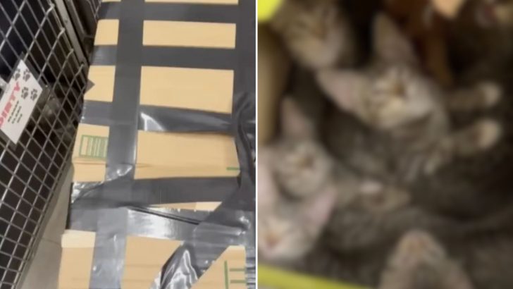 Man Discovers Adorable Family Huddled Together Inside A Taped-Up Box On His Driveway