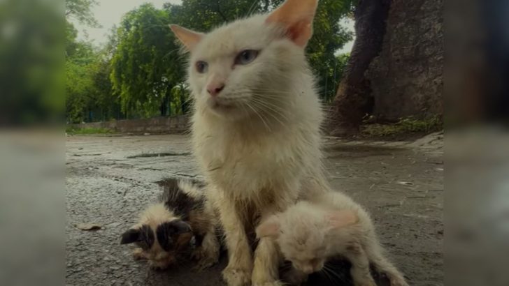 Man Discovers Something Heartbreaking On His Way To Work 