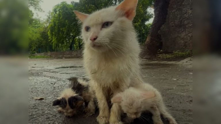 mama cat with her kitties