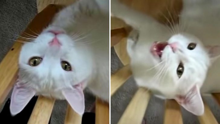 Man Dubs Over Cat Video Hilariously Voicing What He Thinks Goes On In Feline Mind