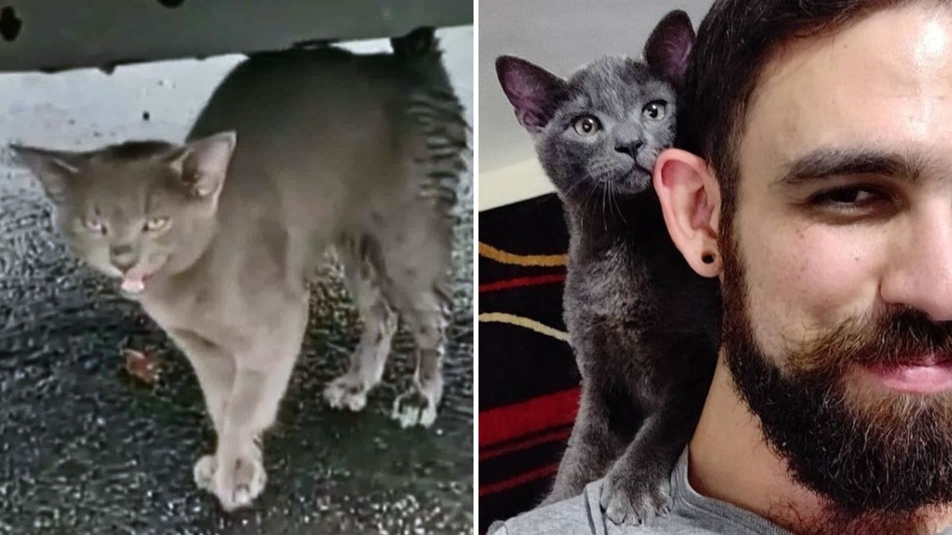Man Finds A Sickly, Starving Kitten And Makes Sure He’ll Never Be Alone Again