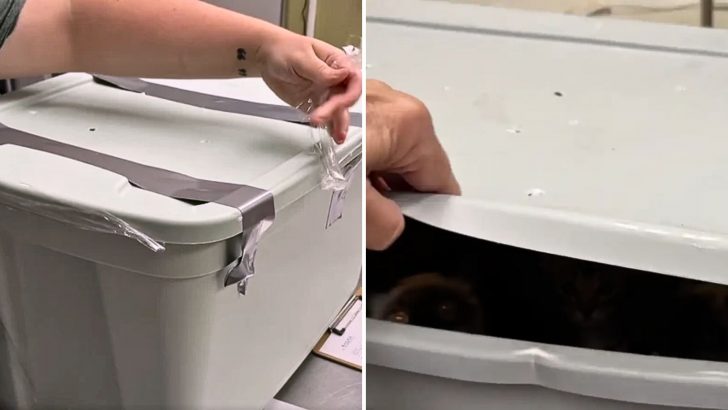 Man Finds Two Bins On His Lawn, Opens Them And Sees 40 Eyes Staring Back At Him