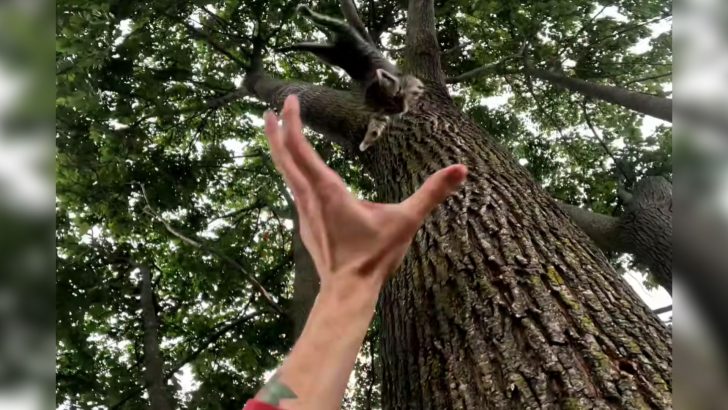 Man Hears Tiny Screams From A Tall Tree Sparking A Heart-Stopping Rescue In Long Island