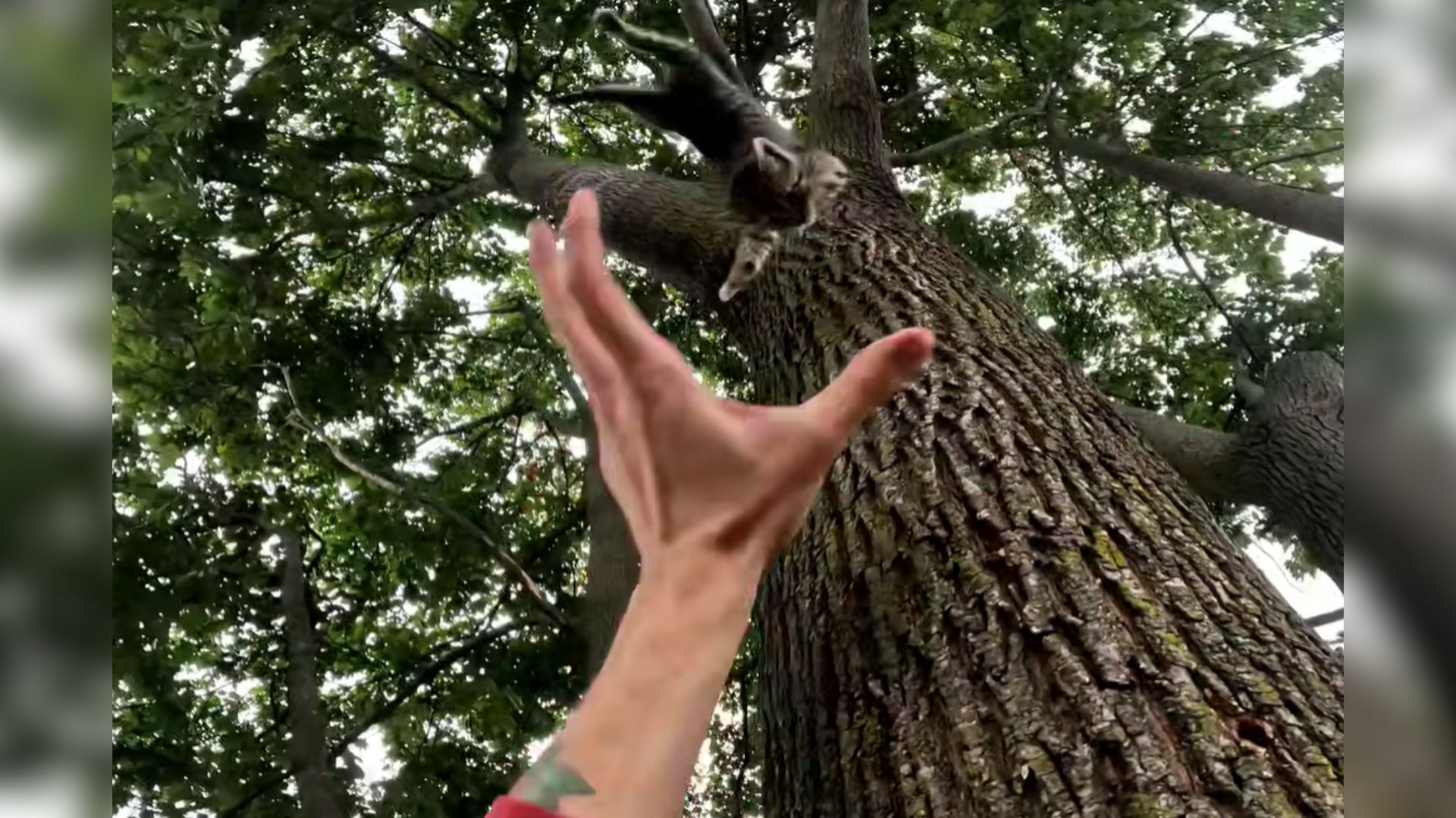 hand catching the kitten