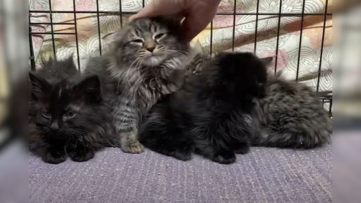 Man Rescues The Fluffiest Litter Of Kittens From The Cold Brooklyn Streets