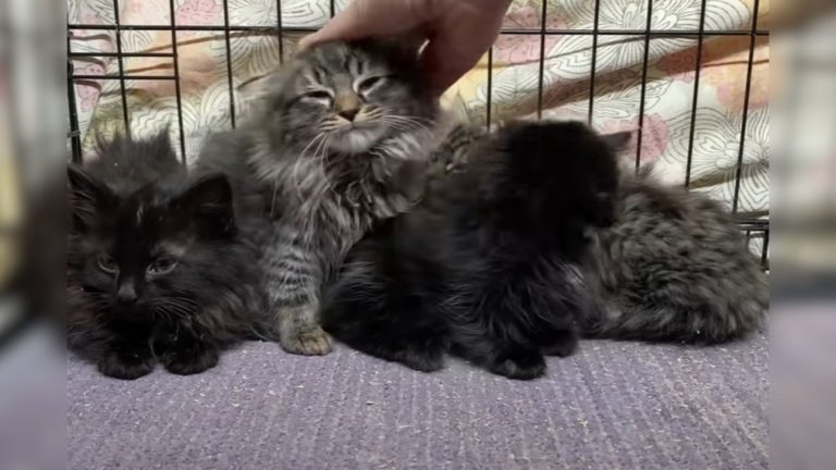 Man Rescues The Fluffiest Litter Of Kittens