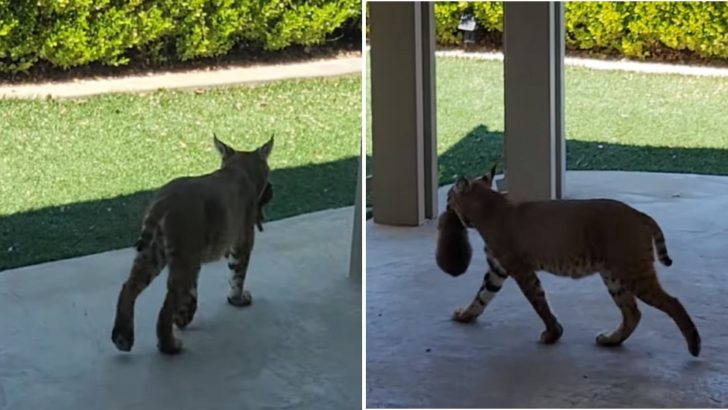 Man Sees A Bobcat Carrying Something In Her Mouth And Decides To Follow Her