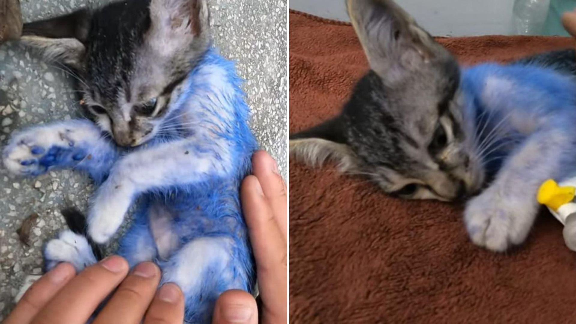 kitten dyed blue
