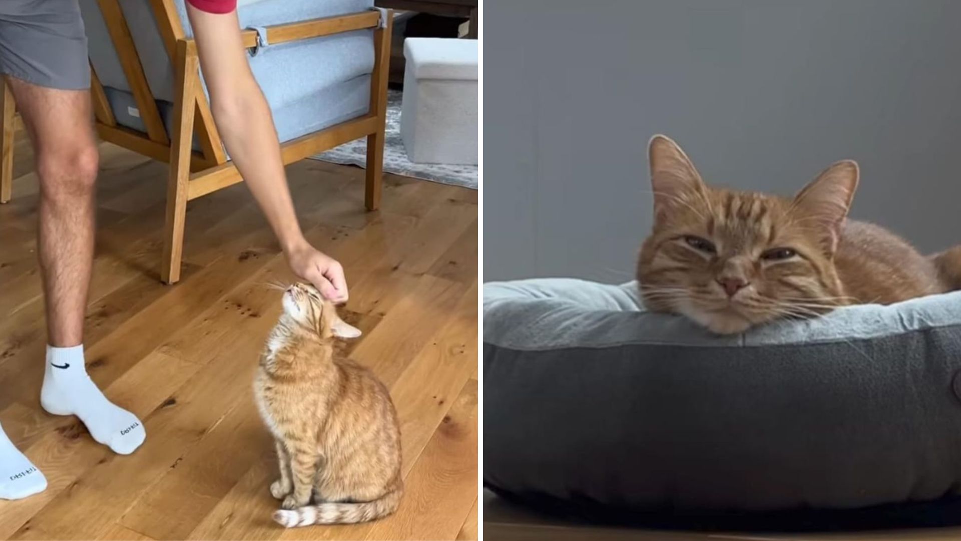 Mississippi Cat’s Heart Is Set On Dad, And Playtime Only Makes Sense When He’s There
