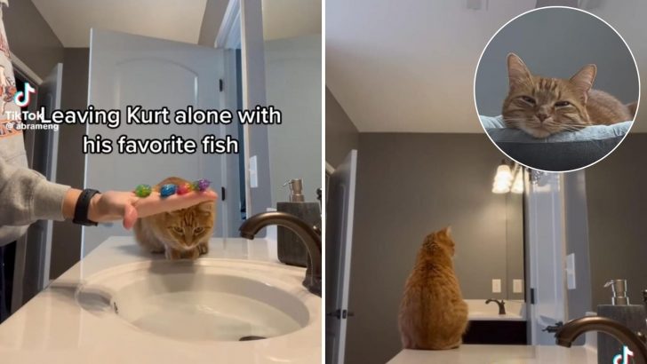 Mississippi Kitty Only Enjoys Playtime When Dad’s Around, Gets Sad When He Leaves