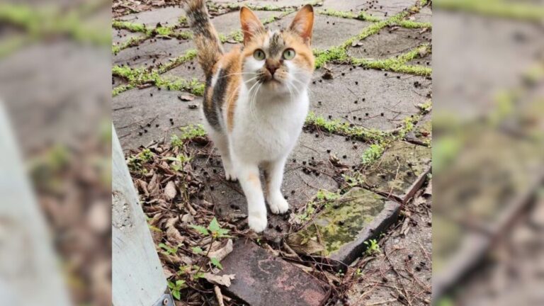Nashville Store Owner's Encounter With A Stray Cat Leads To An Unexpected Discovery