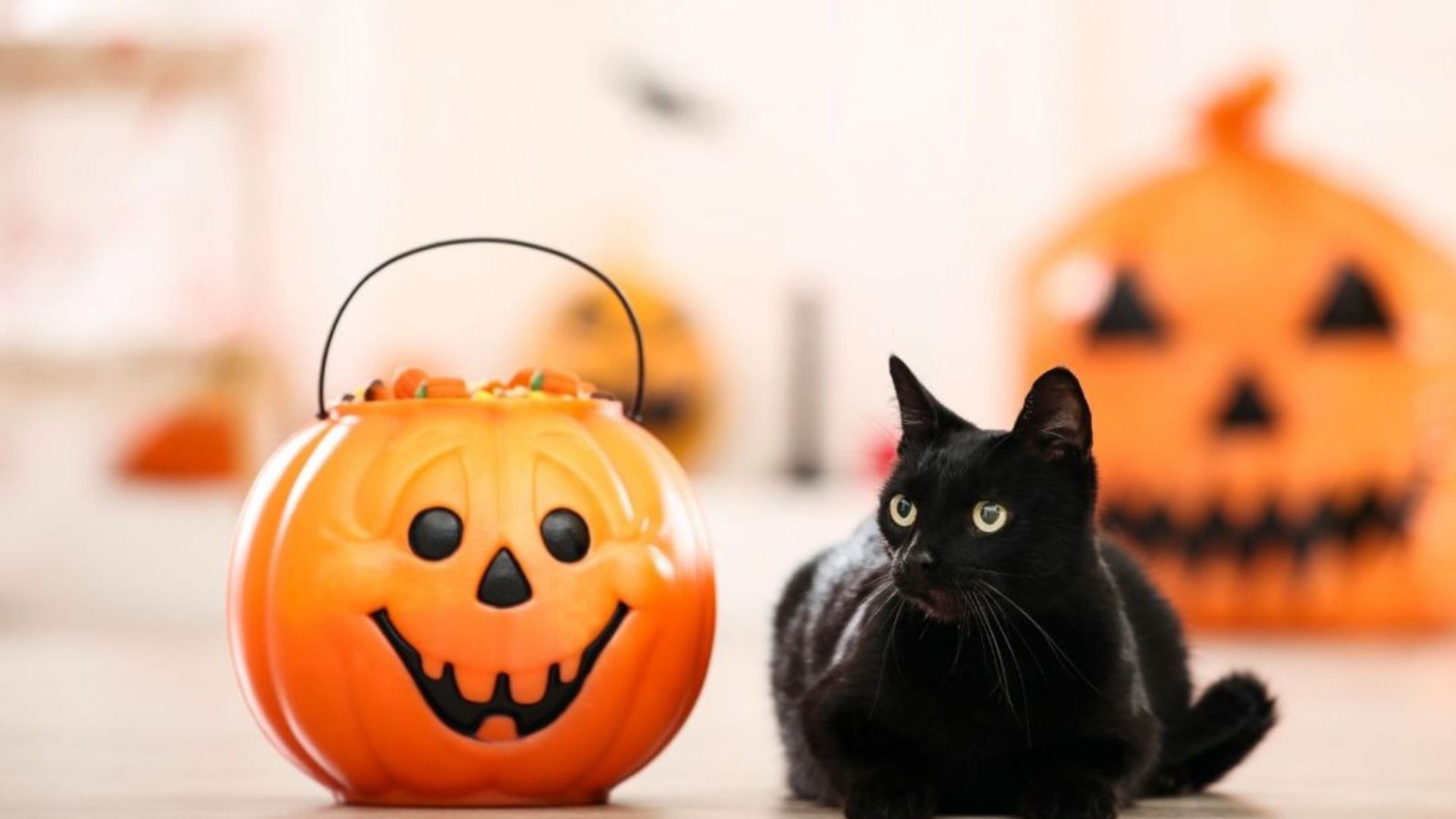 Never Share These Halloween Treats With Your Cat