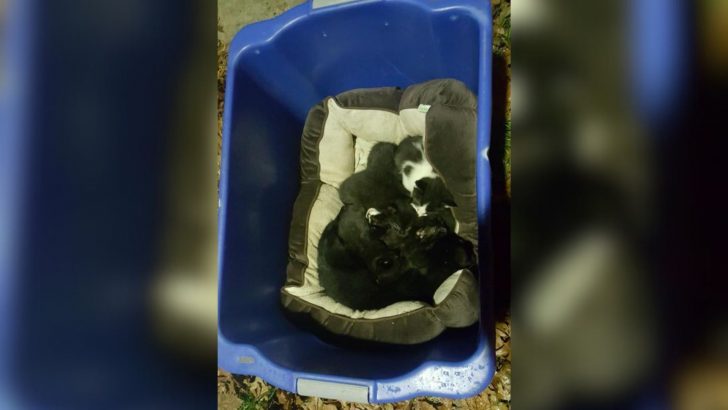 New Jersey Team Saves A Cat Family Abandoned In The Rain, Then Reveals A Shocking Twist