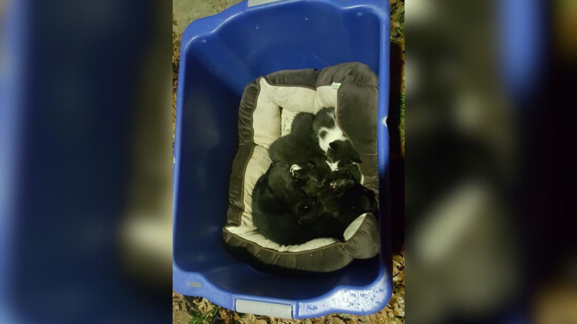 kittens in laundry basket