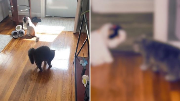 Persian Cat Doesn’t Recognize Her Sister After Haircut, And Her Reaction Is Priceless