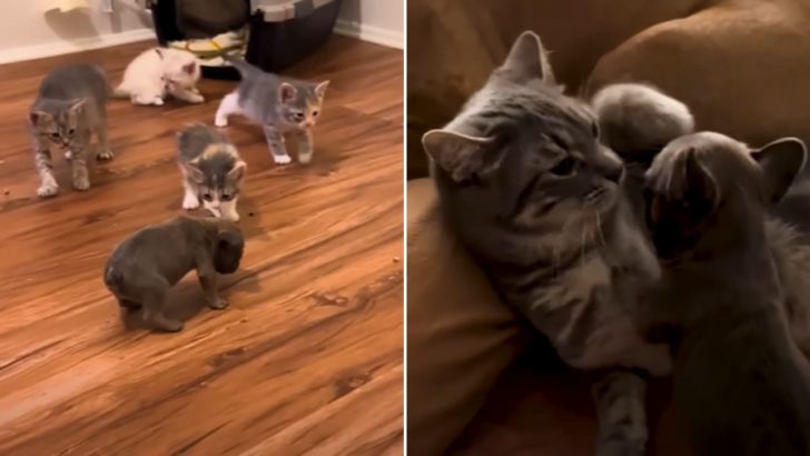 Playful Kittens Help A Tiny French Bulldog Embrace Life With Both His Paws