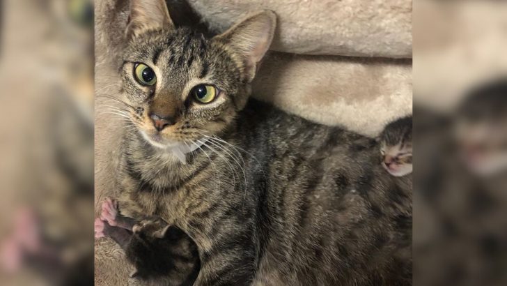 Pregnant Cat Found On Cold Brooklyn Streets Is So Happy To Give Birth In The Warmth