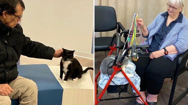 Rehabilitation Center Introduces Therapy Cats To Bring Joy And Comfort To Senior Residents