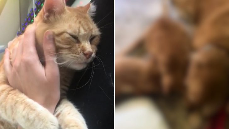 Rescue Cat Bonds With Two Unexpected Friends And The Three Of Them Become Inseparable