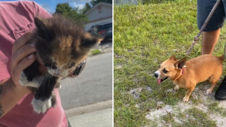 Rescue Dog Finds A Tiny Kitten On His Walk And What Happens Next Will Make You Smile