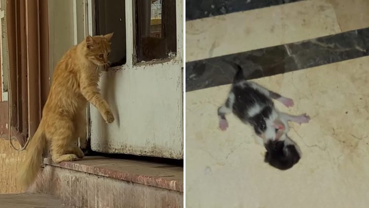 Rescuer Chases Down Stray Cat Caught Stealing A Kitten From A Mama Who Already Lost Too Much