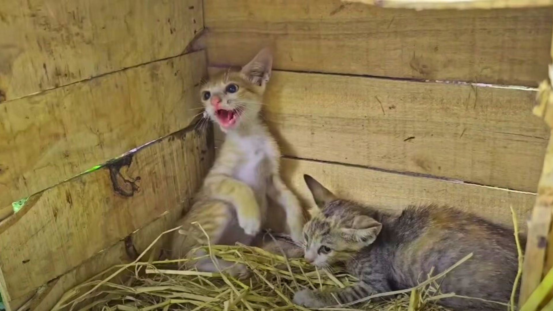 Rescuer Fights To Earn The Trust Of Two Fearful Kittens