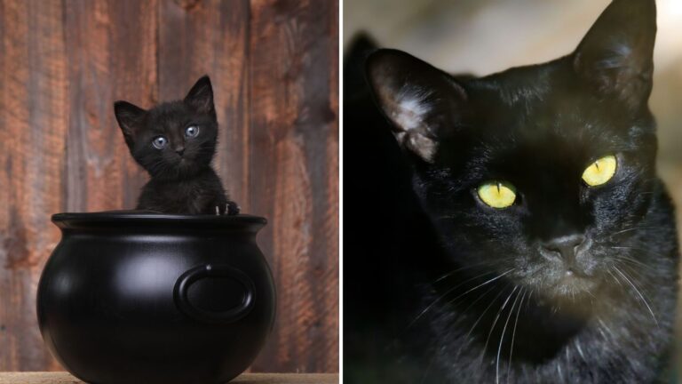 Revealing Why Black Cats Are Associated With Halloween And Salem